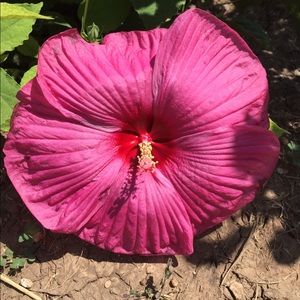 Meet your Posher, Sharon